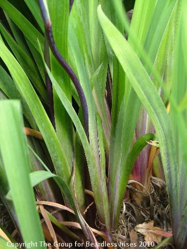 I x robusta Dark Aura - foliage 3